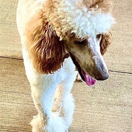 Poodles from Puppy Palace Paw’s