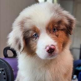 Maroon Collar RMM - Red merle male Miniature American Shepherd puppy in Lexington, Kentucky from Deuce's Den