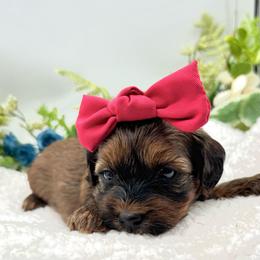 Harlow - Chocolate sable female Havapoo puppy in Loveland, Colorado from Littledoodles2love