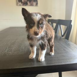 Thorn - Red tri-color male Australian Shepherd puppy in Tucson, Arizona from Soqui Ortiz Cattle Ranch