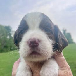 Light blue collar - Liver and white male English Springer Spaniel puppy in Sterling, Michigan from Springerdoodles In MI