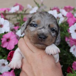 Dolce Grey Dapple Pie Girl long hair - Dapple female Dachshund puppy in Stockton, California from Wiggles & Wags Dachshund's