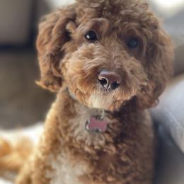 Ginger - Labradoodle