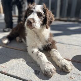 Jasmine - Red tri-color Aussiedoodle puppy in Ephraim, Utah from Jojo the Sanpete Aussie