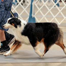 Becca - Australian Shepherd