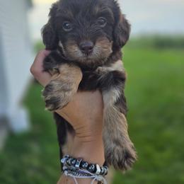 Fudge - Chocolate female Cavapoo puppy in Decatur, Illinois from Petite Pups
