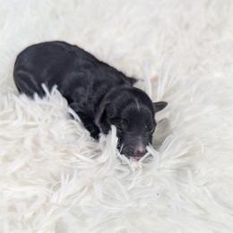 Brie - Black and white female Aussiedoodle puppy in Haleyville, Alabama from The Cuddly Dood Ranch