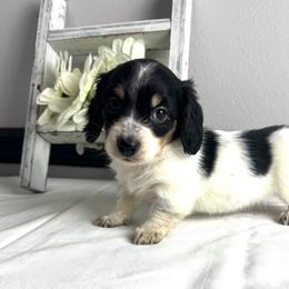 Harvey - Piebald male Dachshund puppy in Gilbertsville, Kentucky from DeLaunes Dachshunds
