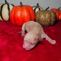 TITAN - Cream male Poodle puppy in Palmdale, California from J Designer Puppies