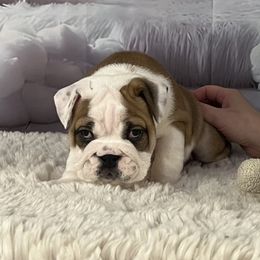 Bulldog Puppies from Sweet Rolls