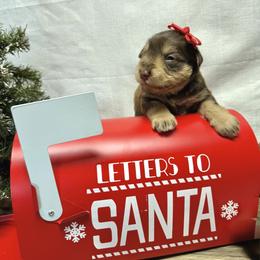 Croix - Liver female Miniature Schnauzer puppy in Huntington, Utah from Schnauzers on Robinson Lane