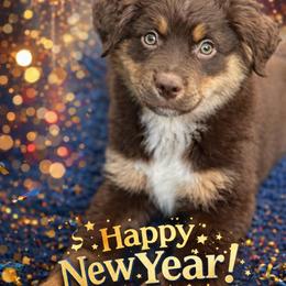 Andovers Crimson Promise - Red tri-color female Miniature American Shepherd puppy in Rockford, Illinois from Andover Aussies