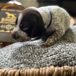 German Shorthaired Pointer Puppies from Bequest German Shorthaired Pointers