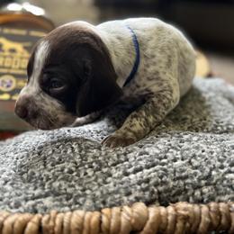 German Shorthaired Pointer Puppies from Bequest German Shorthaired Pointers