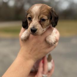 Aelin - Piebald female Dachshund puppy in Troup, Texas from East Texas Dachshunds