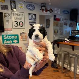 Winton - Black and white male Bernedoodle puppy in Yuba City, California from Ranch House Doodles