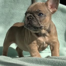 Bulldog and French Bulldog Puppies from MMG Bulldogs