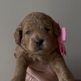 Miss Pink - Red  female Goldendoodle puppy in Culpeper, Virginia from Beechwood Goldendoodles (VA)