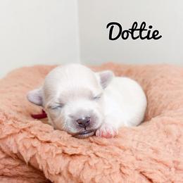 Dottie - White female Maltese puppy in Morehead, Kentucky from Paw Perfect Pets