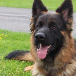 German Shepherds from Von Ruh German Shepherds