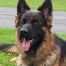 German Shepherds from Von Ruh German Shepherds