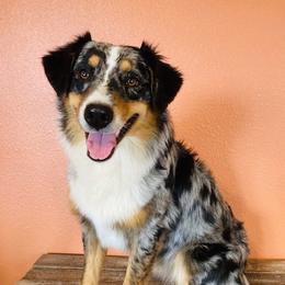 Raya - Australian Shepherd