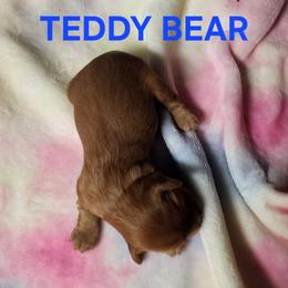 AKC TEDDY BEAR - Ruby male Cavalier King Charles Spaniel puppy in Joplin, Missouri, Missouri from HOL-A-DA CAVALIERS