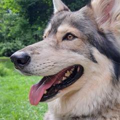 Shelby - Northern Inuit Dog