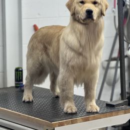 Bernese Mountain Dog and Golden Retriever All Grown Up from Gold Point Pups