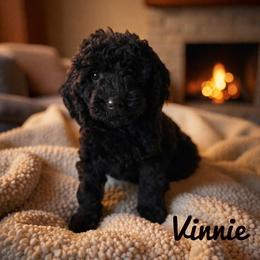 Vinnie - Phantom male Goldendoodle puppy in Warrensburg, Missouri from Supreme Doodles