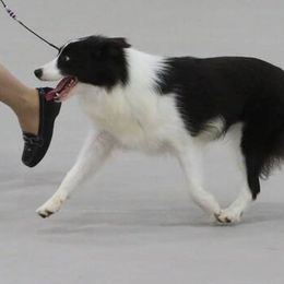 Border Collies from Willowbrook Border Collies