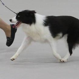 Border Collies from Willowbrook Border Collies
