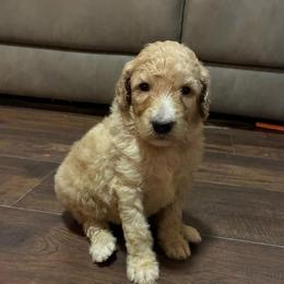 Cream Girl 1 - Cream female Poodle puppy in Jesup, Georgia from Altamaha Mud Poodles LLC.