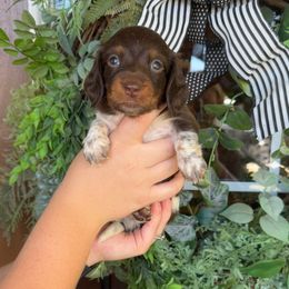 Boy 4 - Piebald male Dachshund puppy in Aurora, Missouri from Baker Farms