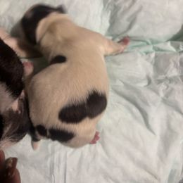 Girl 3 - Black and white female Boston Terrier puppy in Sunnyside, Washington from Boston Terriers