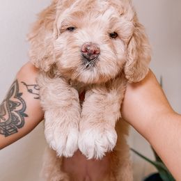 Sun-kissed mix - Cream female Australian Labradoodle puppy in Valley Springs, California from Blue Denim Doodles