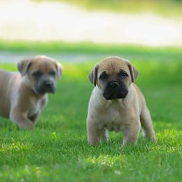 Maverick - Fawn male Cane Corso puppy in Cable, Ohio from Americana Cane Corso