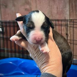 Boy 4 - Sable male Bernedoodle puppy in Kansas City, Missouri from Beary GoldenDoodles