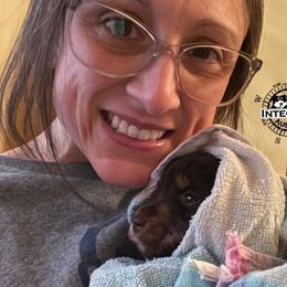 Australian Shepherd and Miniature Australian Shepherd Puppies from Integrity Aussies Tx