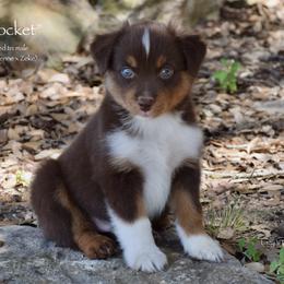 Rocket - Red tri male Miniature Australian Shepherd puppy in Evant, Texas from Lazy VT Bar Ranch