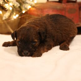 Joey - Red male Whoodle puppy in West Bend, Iowa from Blue Skies Terriers