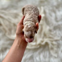 Pumpkin girl - Apricot female Goldendoodle puppy in Rio Linda, California from Plush Doodles
