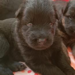 Boy 1 - Bi-color male German Shepherd puppy in Anza, California from Top Shepherd - Snow Angels Bichon Frisé, Maltise, toy Poodles.