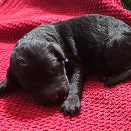 Boy 3 - Black male Bordoodle puppy in Hillsboro, Wisconsin from Nolichuckey Bordoodles