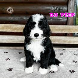 Bo Peep - Black and white female Bernedoodle puppy in Banner Elk, North Carolina from Walnut Tree Bernedoodles