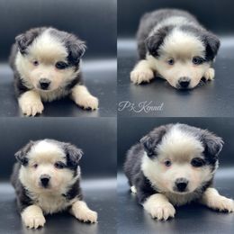 Miniature Australian Shepherd and Toy Australian Shepherd Puppies from P3 Toy and Miniature Australian Shepherd’s