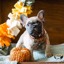 Tate - Fawn French Bulldog puppy in High Springs, Florida from PDR Frenchies