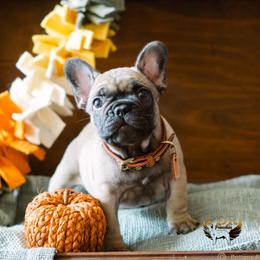 Tate - Fawn French Bulldog puppy in High Springs, Florida from PDR Frenchies