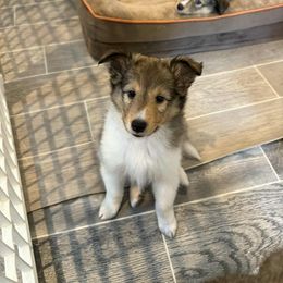 Romeo - Sable and white male Shetland Sheepdog puppy in Aliquippa, Pennsylvania from Fancypants Shetland Sheepdogs