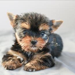 Yorkshire Terrier Puppies from Essence of Grace Yorkies